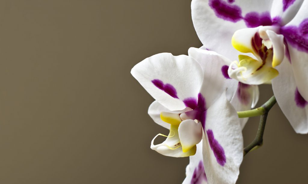 orchidee - Doritaenopsis