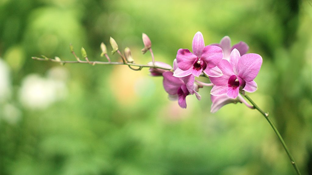 orchidee - Dendrobium-bigibbum