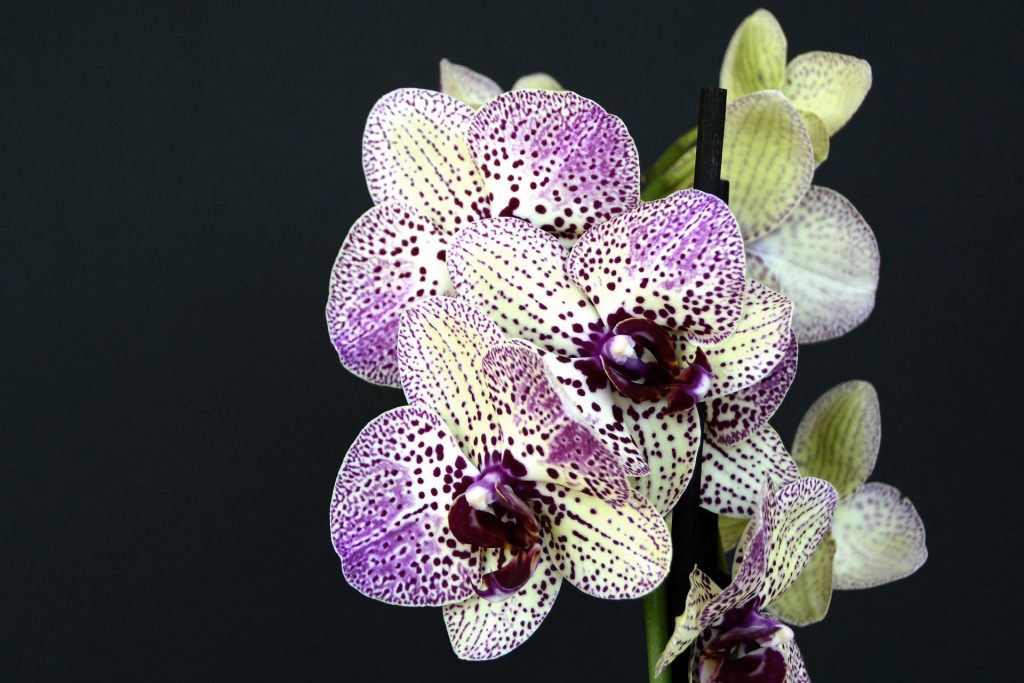 orchidee - Doritaenopsis