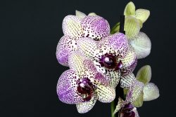orchidee  -  Doritaenopsis
