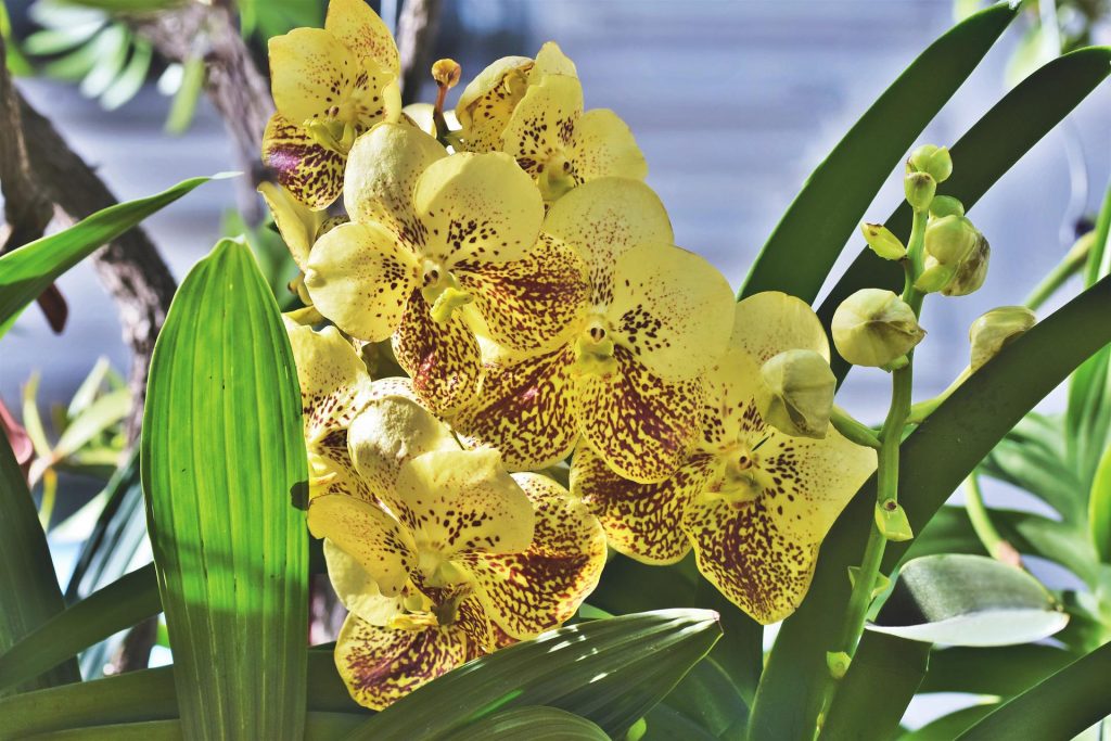 orchidee - Vanda