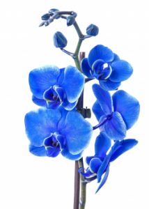 orchidee - Phalaenopsis