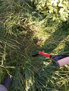 Gartenwerkzeug oder Pflanze im Garten
