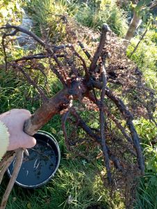 Gartenwerkzeug oder Dünger in Verpackung