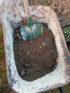Gemüsegarten mit verschiedenfarbigen Pflanzen in Reihen