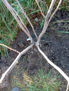 Gartenwerkzeug oder Produkt auf hellem Hintergrund