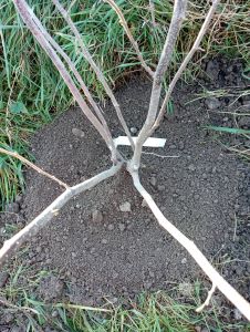 Detailansicht eines grünen Blattes mit Wassertropfen