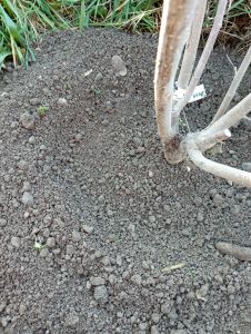Gartenwerkzeug und Setzlinge auf dem Arbeitstisch