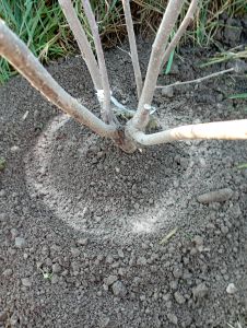 Gartenwerkzeug und Pflanzen in natürlicher Umgebung