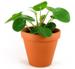 pokojová rostlina Pilea peperomioides (palačinková rostlina)