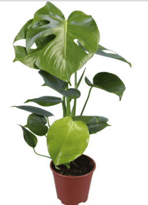 pokjová rostlina Tauerie (Monstera Deliciosa)
