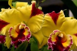 Brassolaeliocattleya-Orchidee