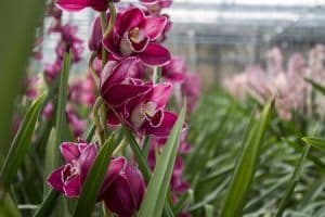 Cymbidium-Orchidee