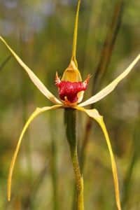 Caladenia-Orchidee