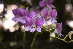 Orchidee Dendrobium bigibbum