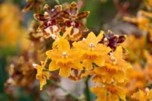 Orchidee Oncidium