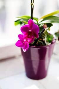 in einer Wohnung gewachsene Orchidee