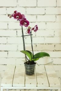 Orchidee in einem Blumentopf