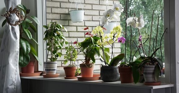 In der Wohnung gewachsene Orchideen