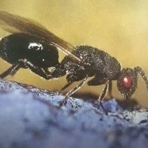 Pflaumensamenwespe auf einem Pflaumenblatt, Schädling an Pflaumen