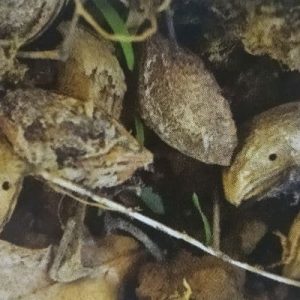 Steine vorzeitig abgefallener, von der Pflaumensamenwespe befallener Pflaumen
