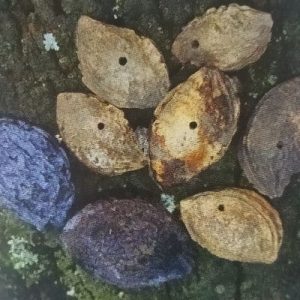 Pflaumensteine mit Ausflugslöchern der Pflaumensamenwespe