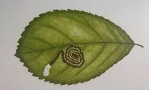 Spiralig gewundene Mine der Zwergminiermotte in einem Pflaumenblatt