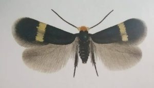 Schlehen-Zwergminiermotte – Nachtfalter mit bronzefarbenen Flügeln