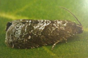 Pfirsichtriebbohrer (Grapholita molesta) auf einem angefressenen Blatt