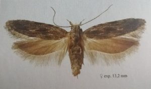Pfirsichmotte (Anarsia lineatella) an einem Zweig