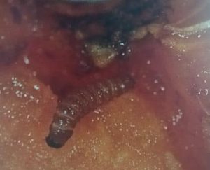 Dunkelbraune Raupe der Pfirsichmotte mit gelben Einschnitten