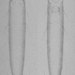 Pflaumengallmilbe (Eriophyes similis) – historische Zeichnung