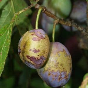 Von der Pflaumengallmilbe befallene Pflaumenfrüchte