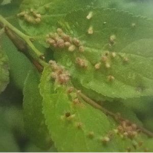 Rote Gallen an den Rändern von Pflaumenblättern, verursacht durch die Pflaumengallmilbe