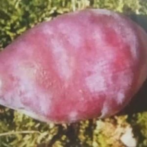 Geschädigte Pflaume mit rostigen Flecken nach Befall durch die Kirschgallmilbe
