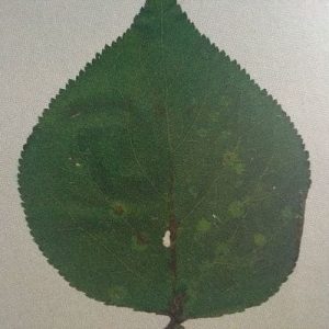 Pflaumenblatt mit Braunfärbung und silbriger Oberfläche nach Befall durch die Kirschgallmilbe