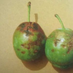 Pflaumenfrüchte mit schorfartigen Stellen nach Befall durch die Kirschgallmilbe