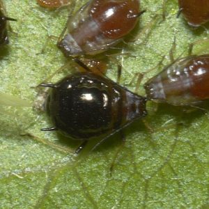 Schwarze Pfirsichblattlaus auf Blättern