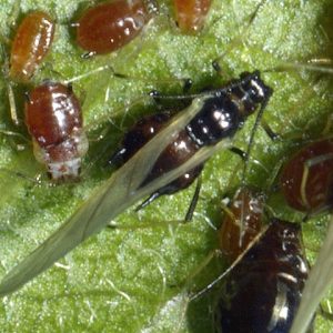 Geflügeltes Weibchen der Schwarzen Pfirsichblattlaus