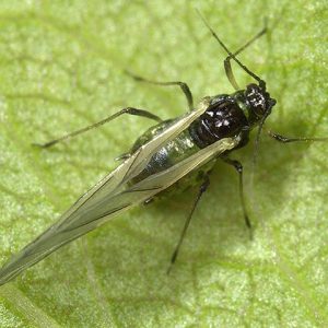 Geflügeltes Weibchen der Kleinen Pflaumenblattlaus