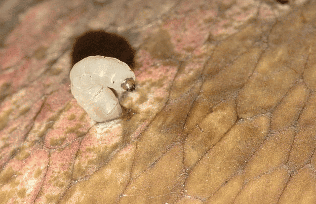 Trauermücken 2 larva smutnic