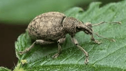 lalokonosec