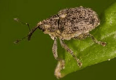 krytonosec
