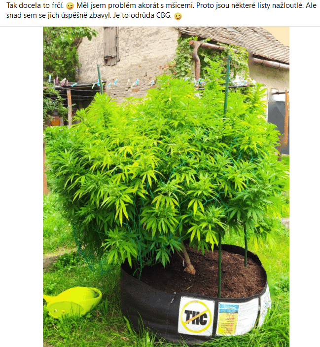 Marihuana-Dünger 2 konopí