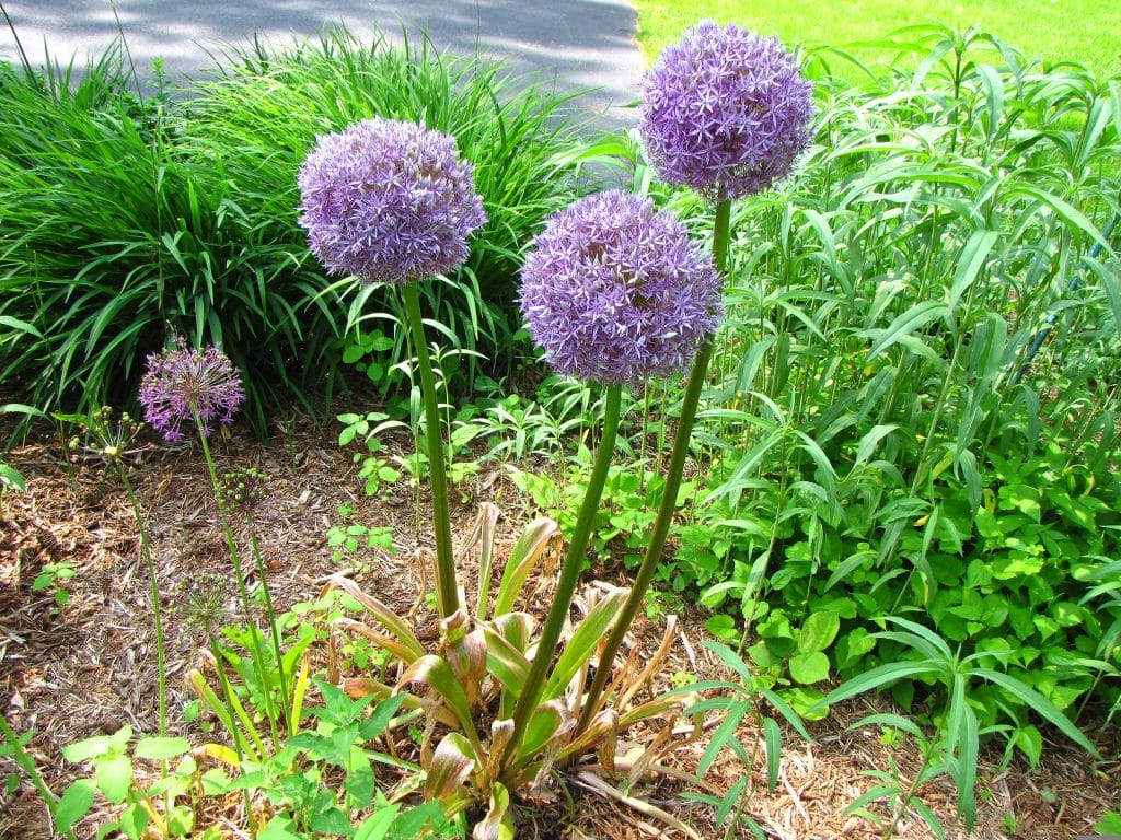 Frühjahrs-Blumenzwiebeln