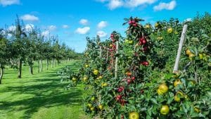 Roter Apfel auf weißem Hintergrund
