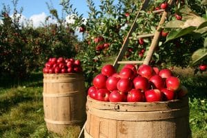 Frische Äpfel in verschiedenen Rot- und Gelbtönen