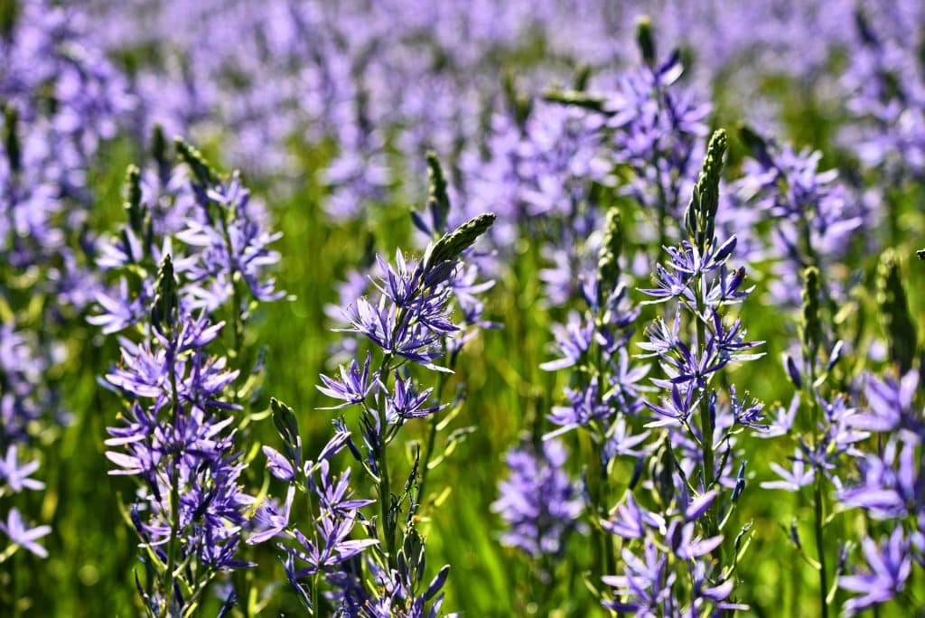 Camassia leichtlinii mit blauen Blüten auf dem Rasen
