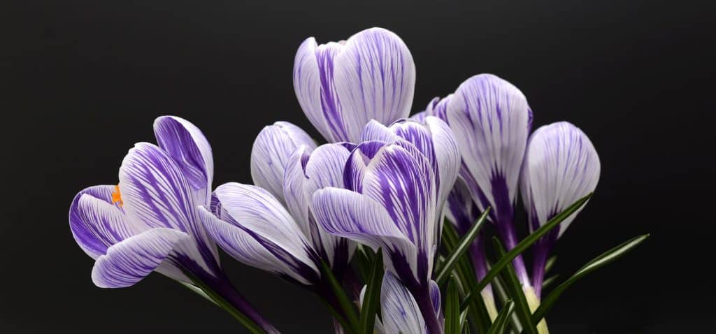 Violetter Krokus mit sanft geöffneten Blütenblättern