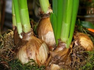 Austreibende Blumenzwiebeln mit kräftigen grünen Trieben zwischen Moos und Erde, Nahaufnahme